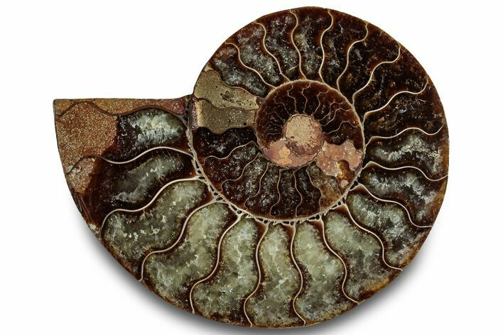 Cut & Polished Ammonite Fossil (Half) - Madagascar #323315